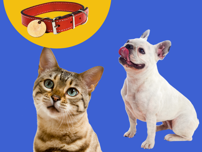 petmax_market_leash_collar